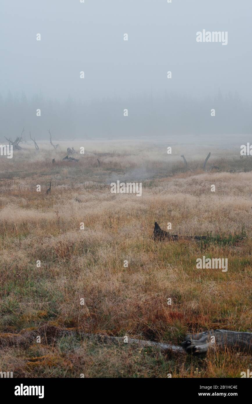 Golden Wet nebligen Grasfelder mit Nebel bedeckten Wald dahinter. Stockfoto