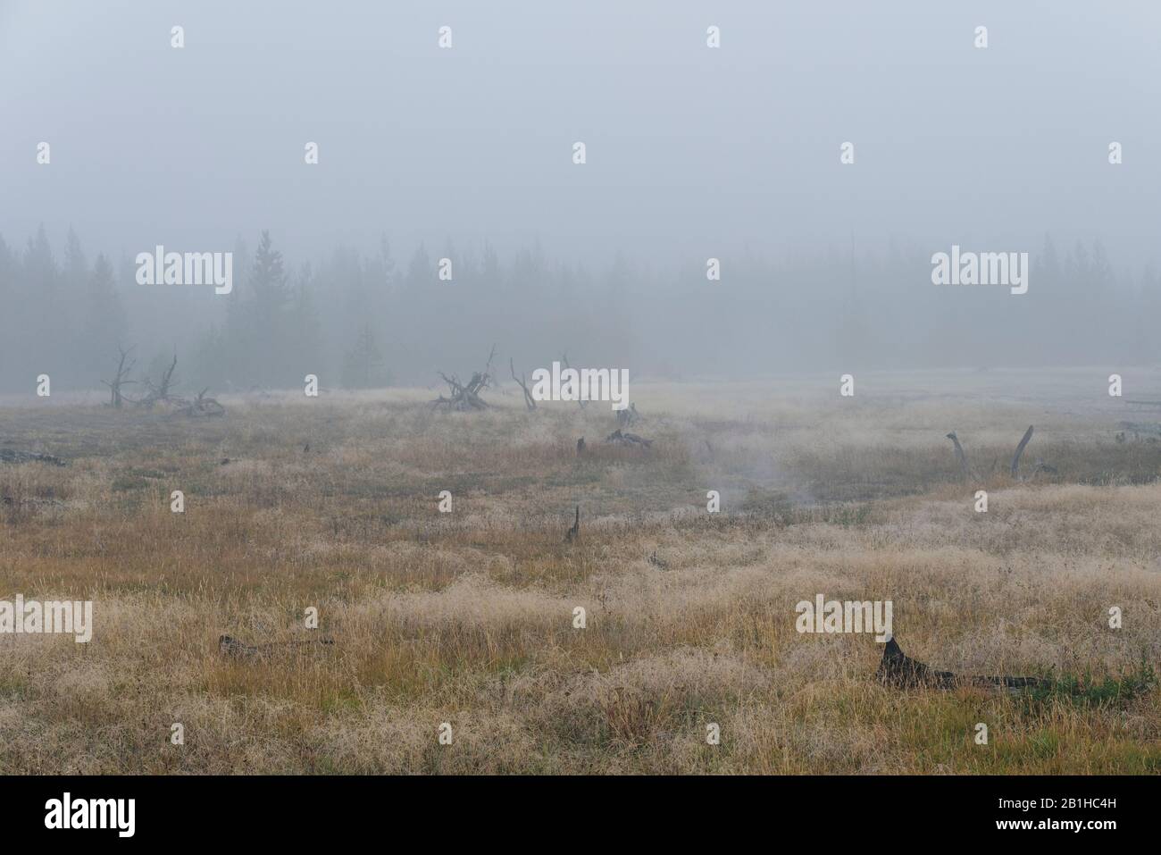 Golden Wet nebligen Grasfelder mit Nebel bedeckten Wald dahinter. Stockfoto