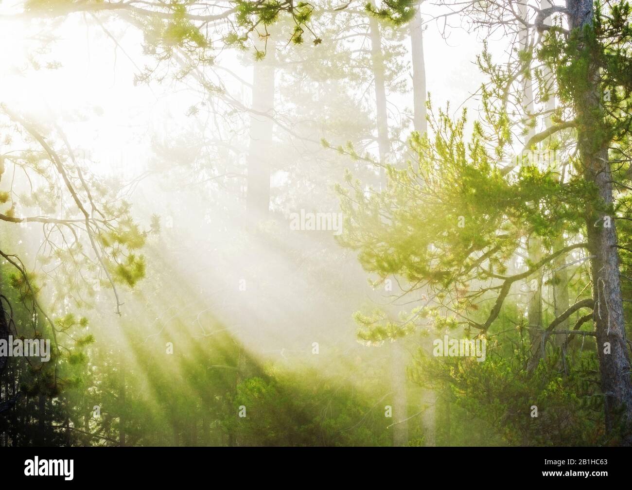 Helles Sonnenlicht scheint durch Bäume und Nebel Stockfoto