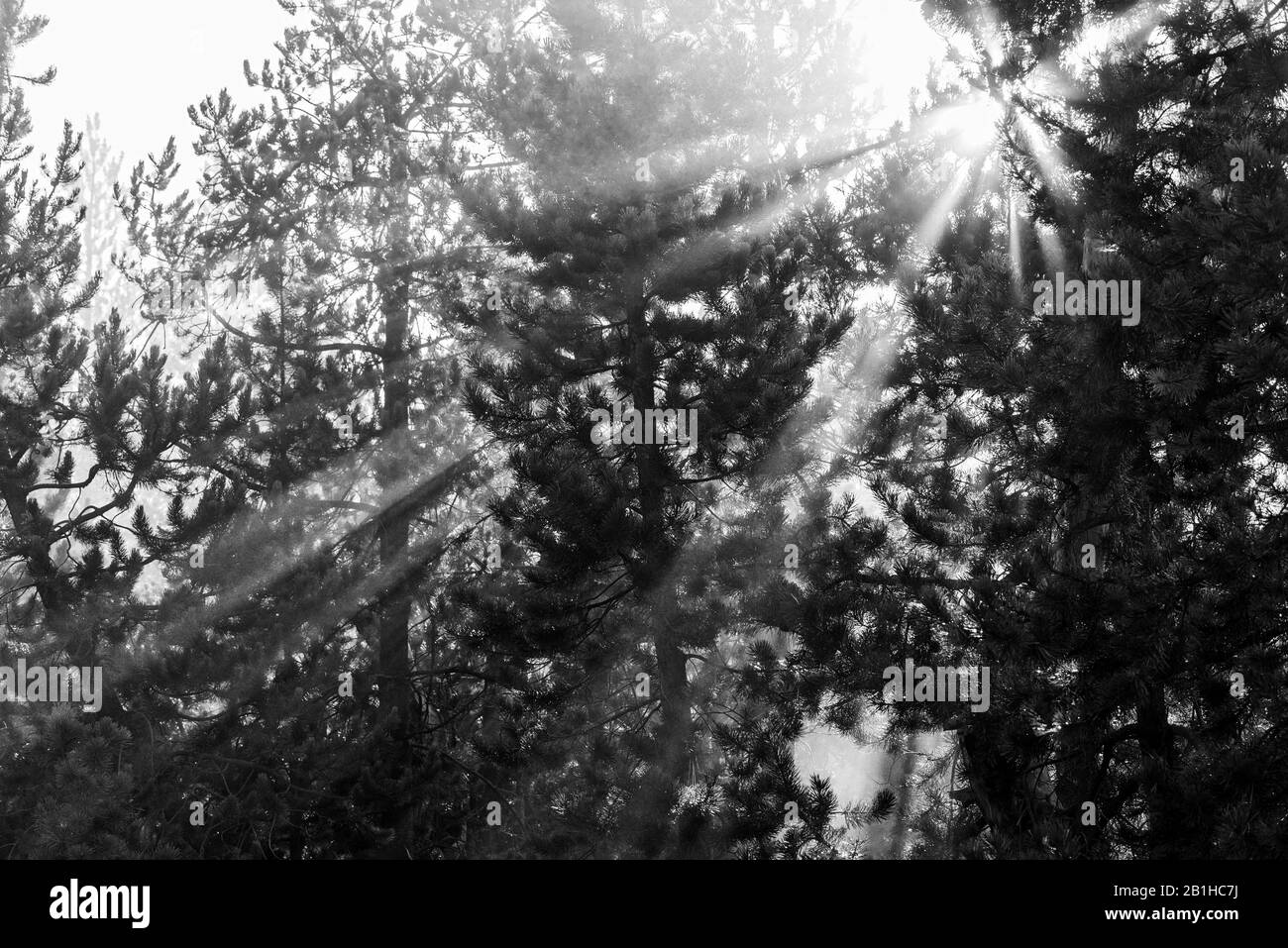 Sonnenstrahlen brechen an einem nebligen Morgen durch Bäume. Stockfoto