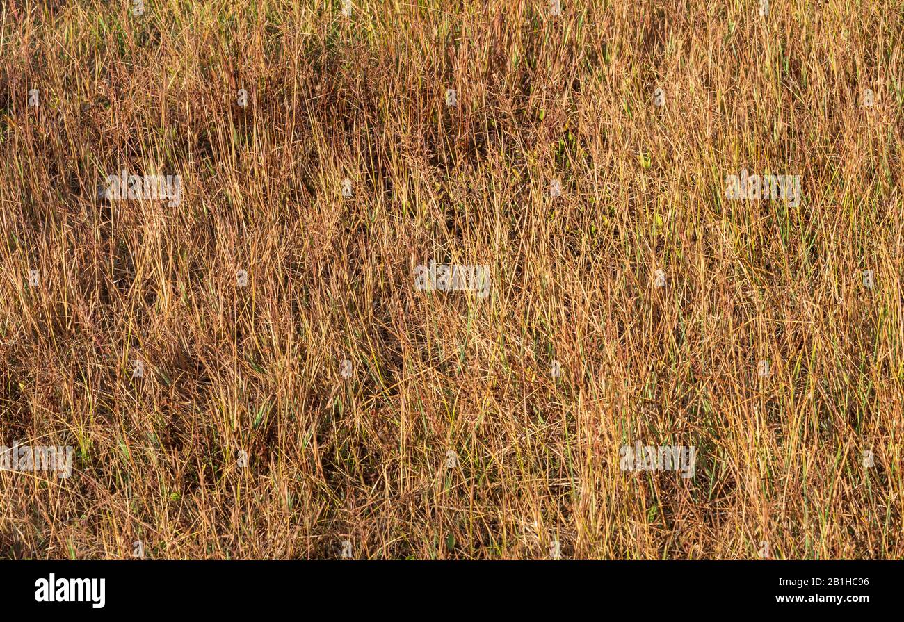 Nahaufnahme von goldbraunem Feldgras mit Details und Texturen. Stockfoto