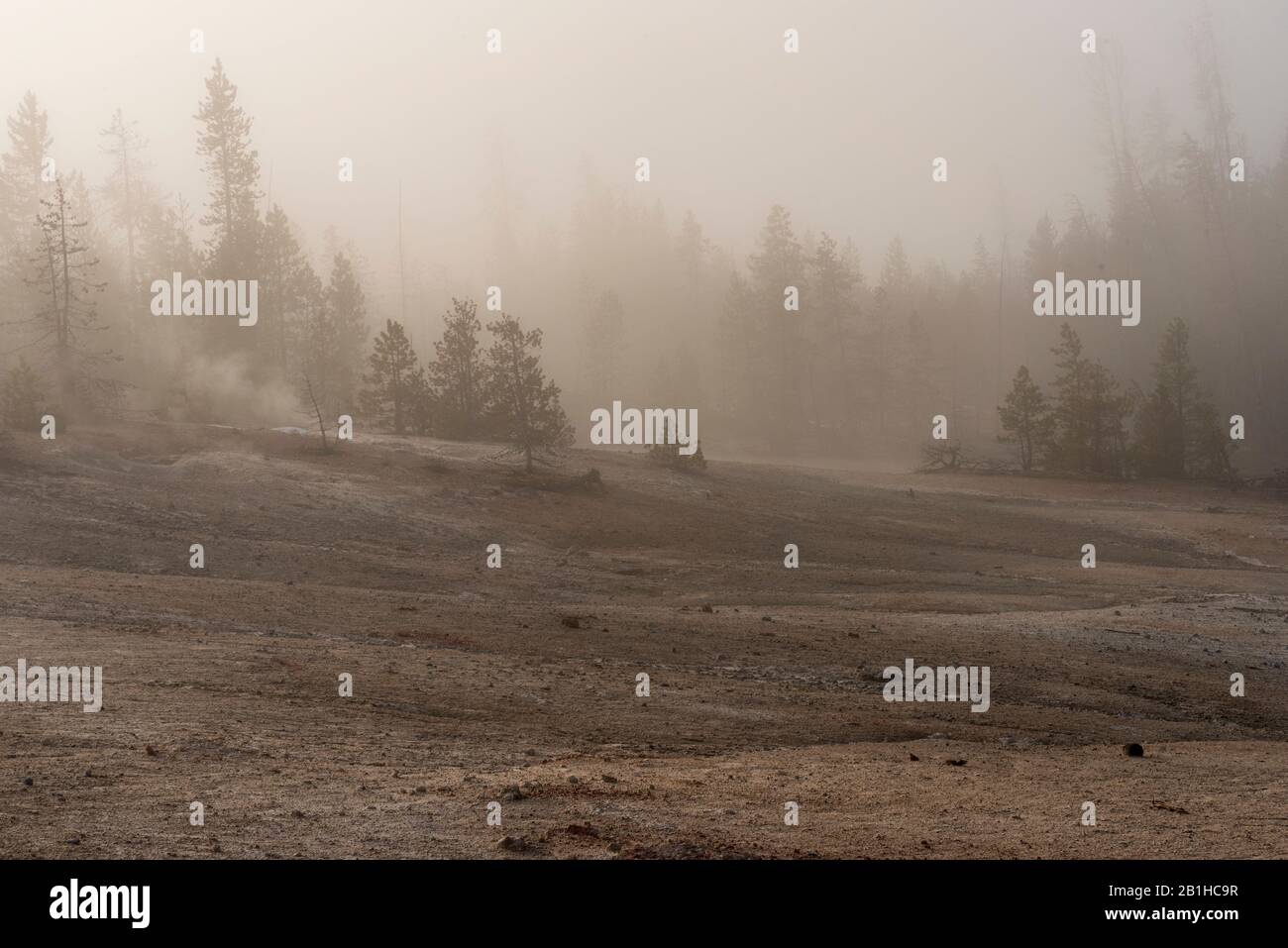 Waldlichtung und Nebel übersäter Wald geben der Szene ein geheimnisvolles Gefühl. Stockfoto