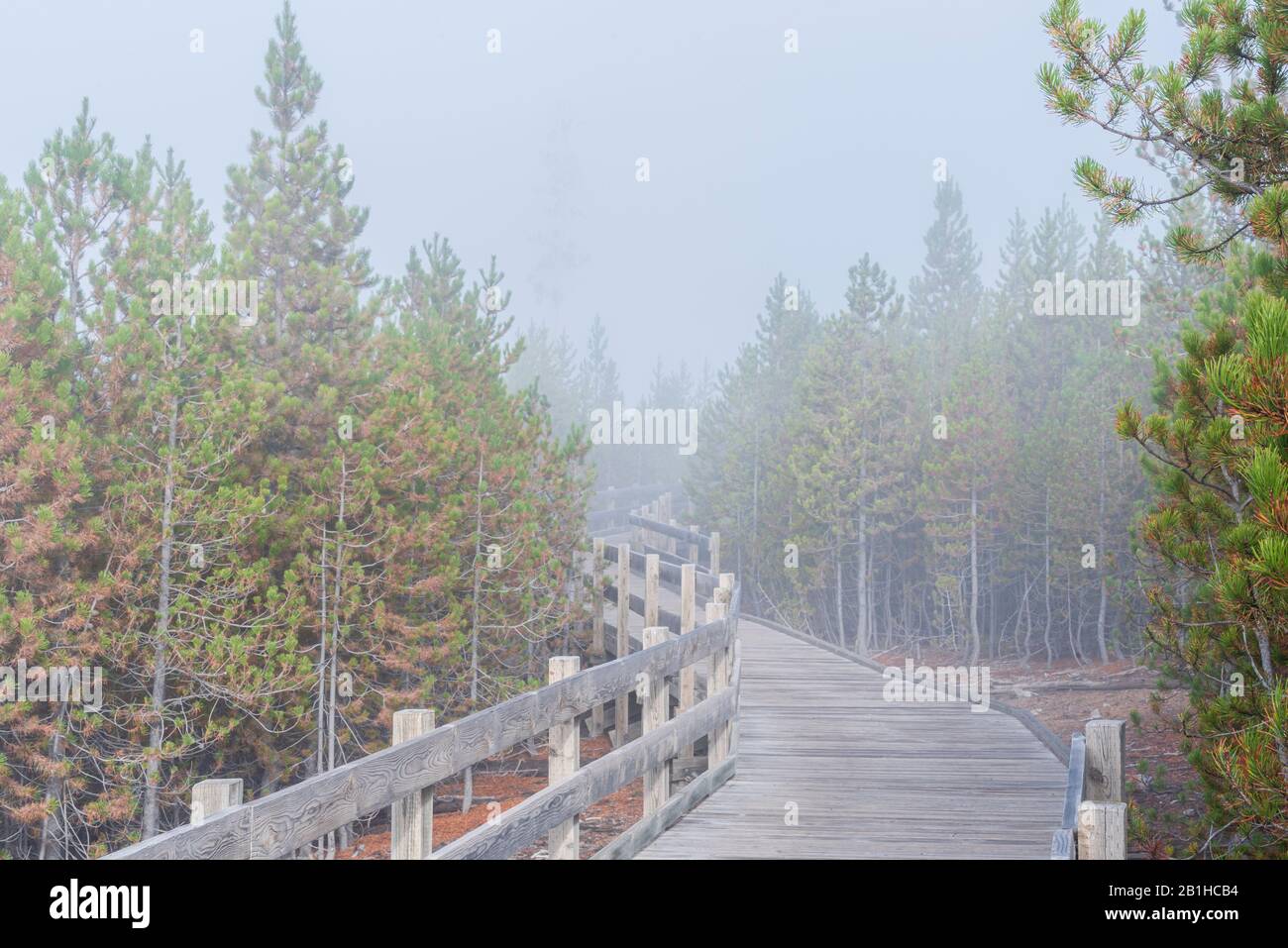 Holzsteg mit Holzschienen Kurven in grünen Wald im Morgennebel. Stockfoto
