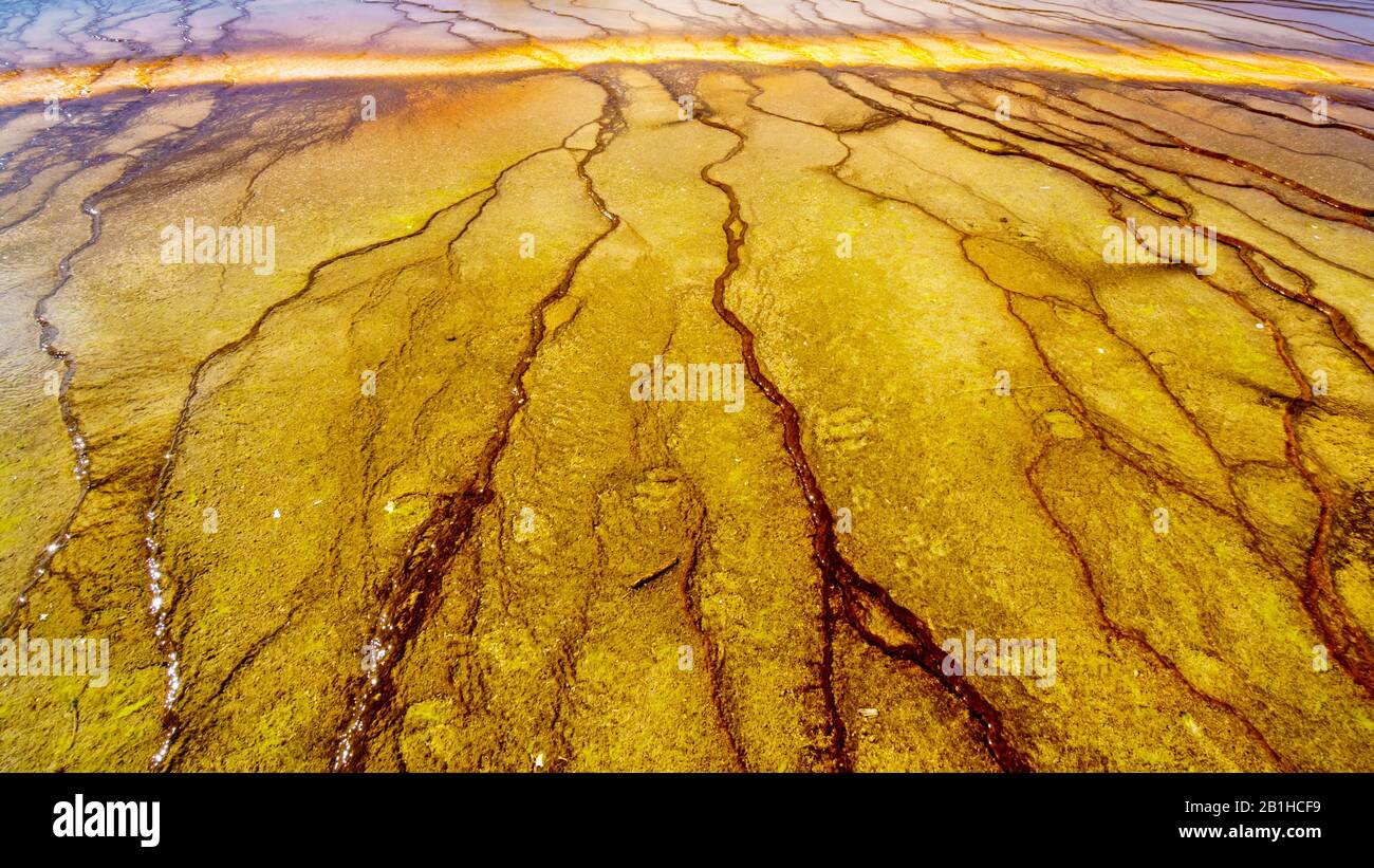 Die bunten Bakterienmatten des Grand Prismatic Spring im Yellowstone-Nationalpark, Wyoming, United Sates Stockfoto