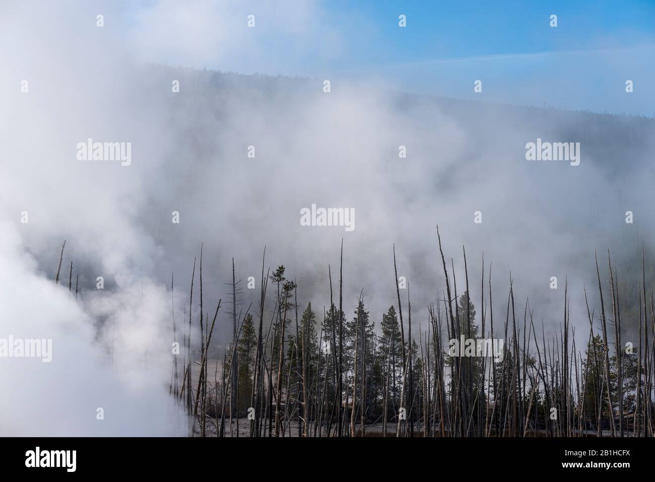 Unsichtbare heiße Quelle und aktive Geysire, die heißes Gas und Dampf in den Himmel über dem grünen Wald spucken. Stockfoto
