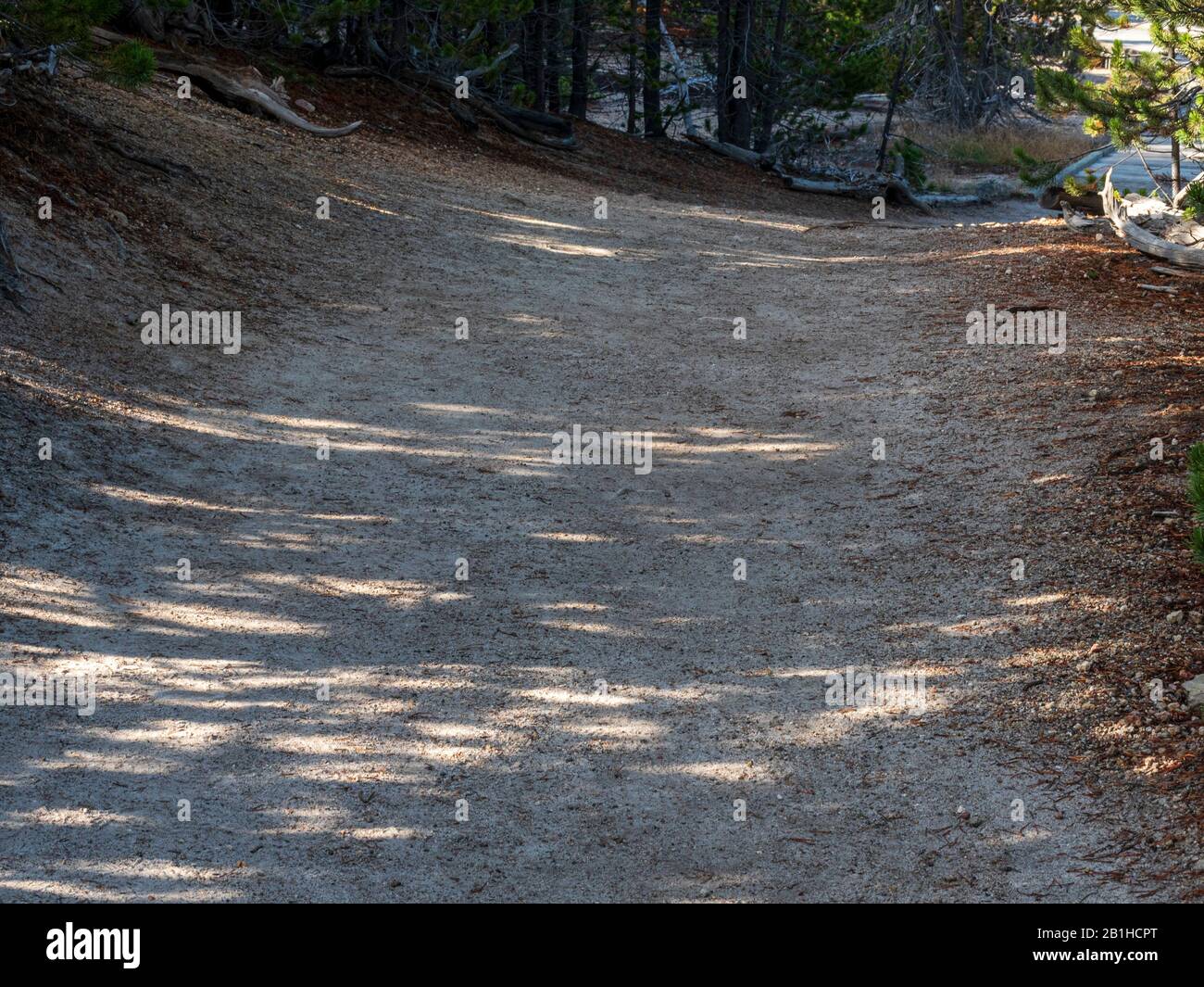 Unbefestigte Wanderwege, die in Bäume führen. Stockfoto