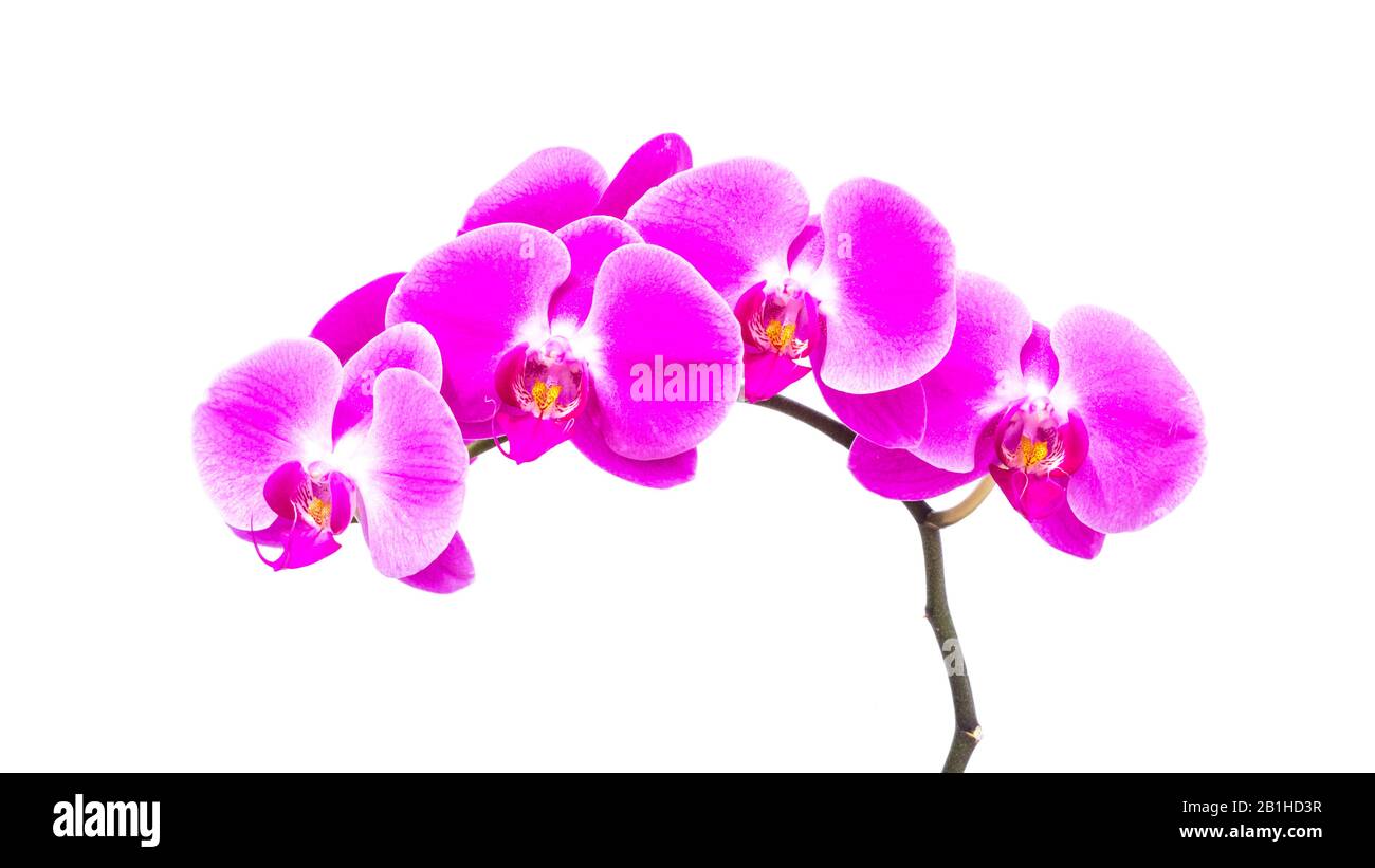 Ein Zweig von Minatur-Orchideen vor weißem Hintergrund. Stockfoto