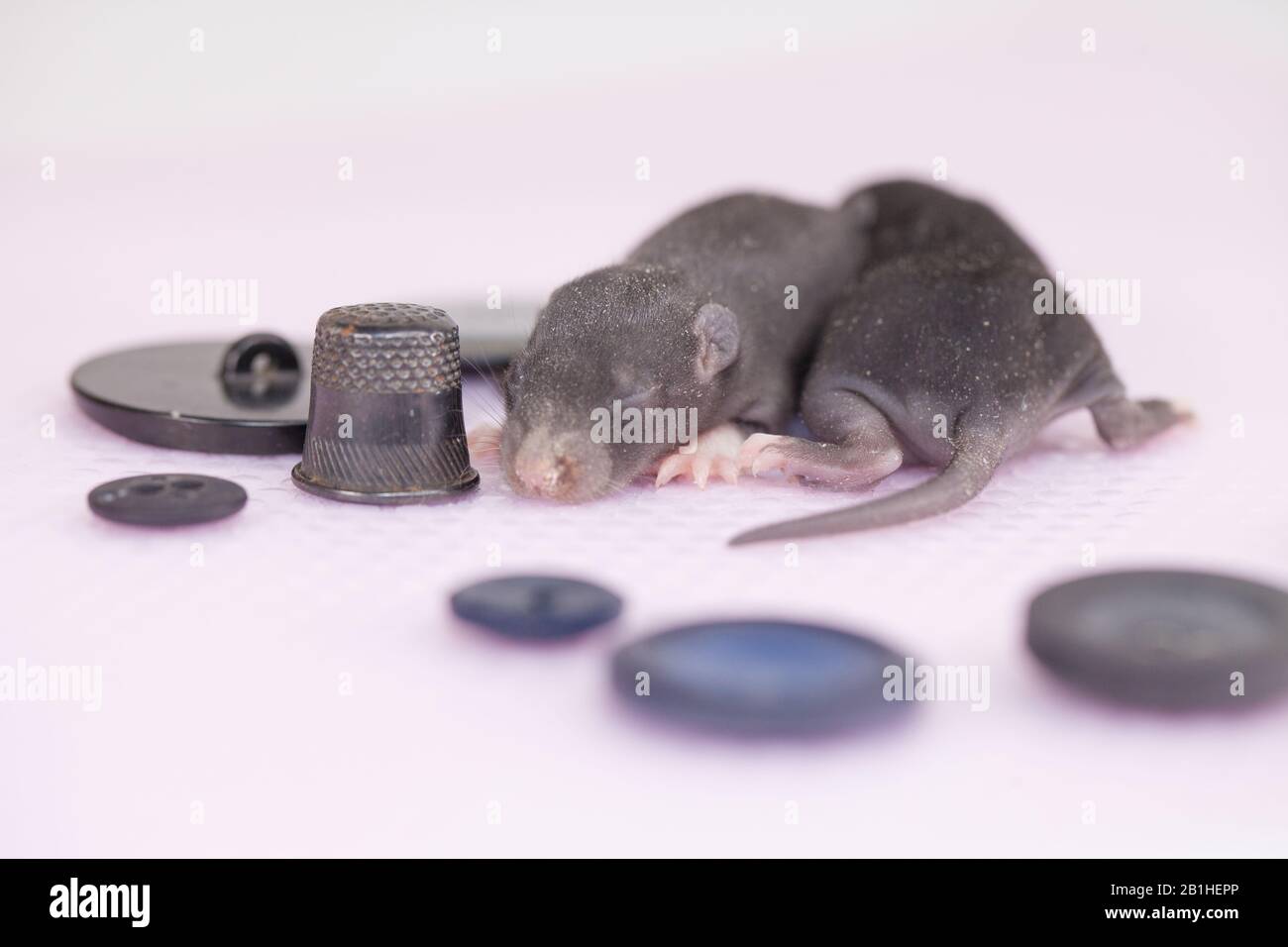 Dunkle neugeborene Ratte auf weißem Hintergrund unter Knöpfen Stockfoto