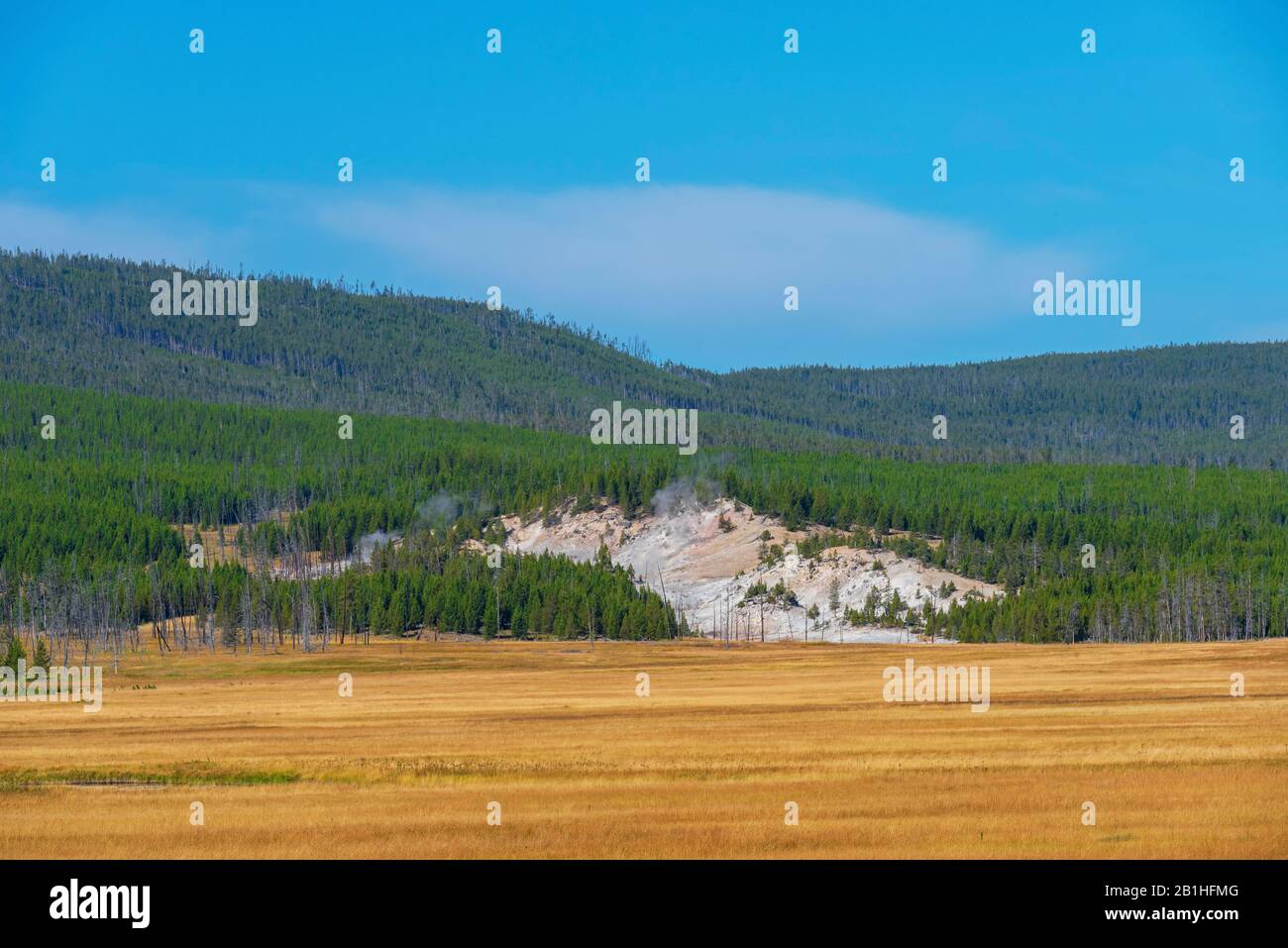 Goldene Getreidefelder mit grünen bewaldeten Hügeln hinter einem blauen Himmel. Stockfoto