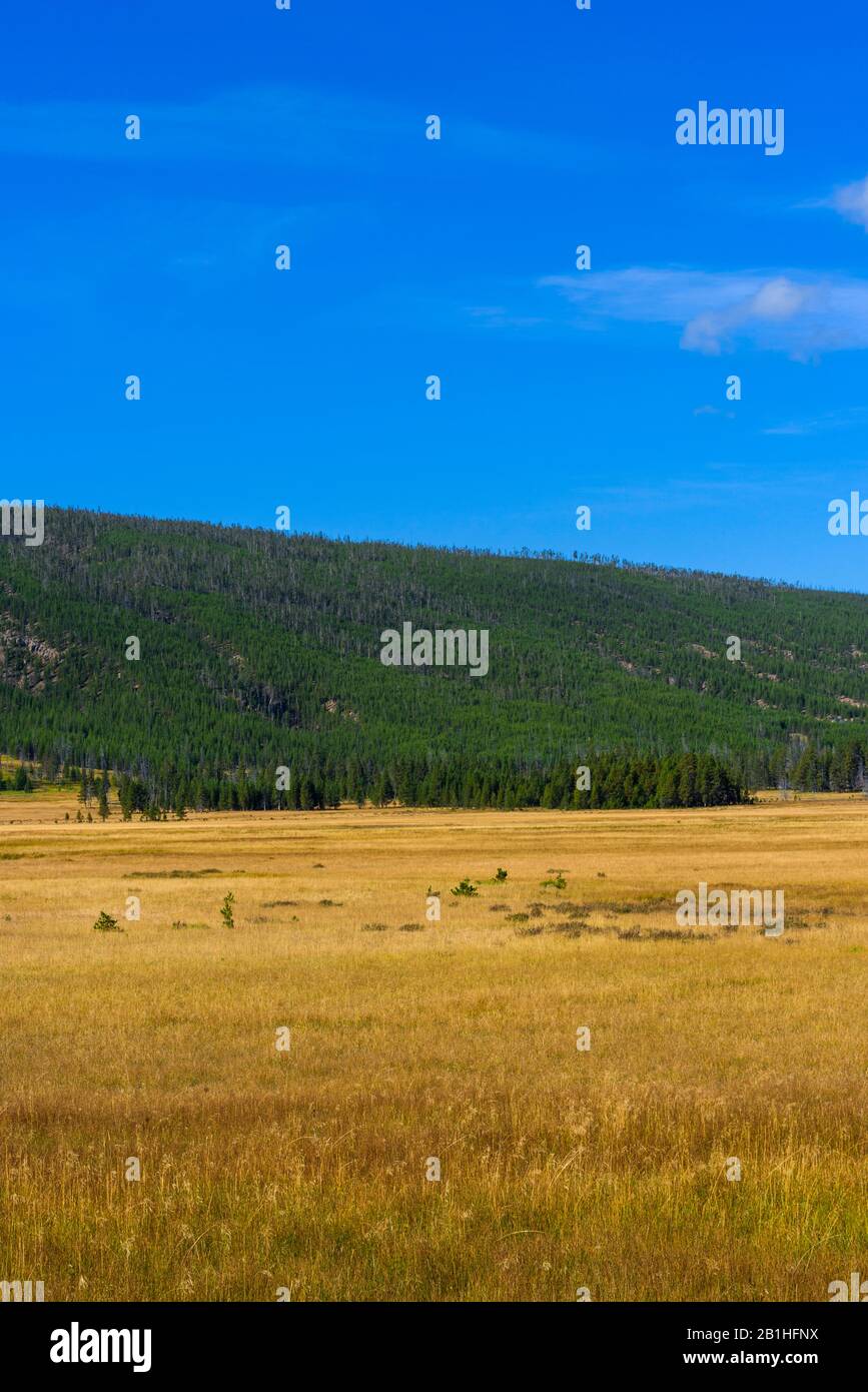 Goldene Getreidefelder mit grünem Wald dahinter unter blauem Himmel. Stockfoto