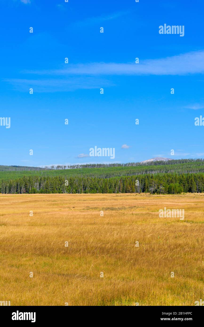 Goldene Felder mit grünen bewaldeten Hügeln unter einem blauen Himmel mit weißen Wolken. Stockfoto
