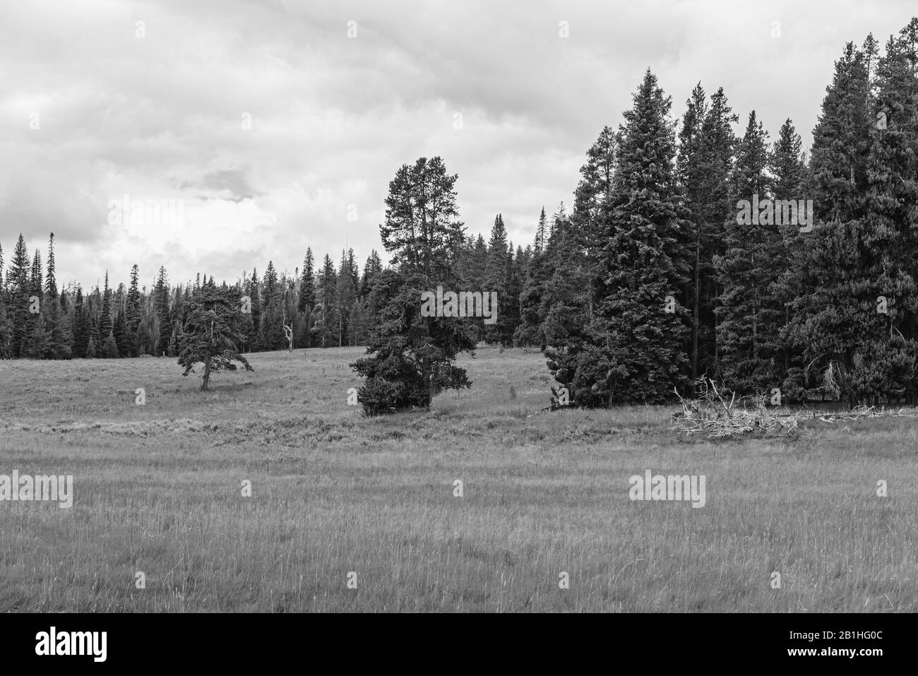 Grasfelder mit Wald hinter dem Himmel unter wolkenverdecktem Himmel. Stockfoto