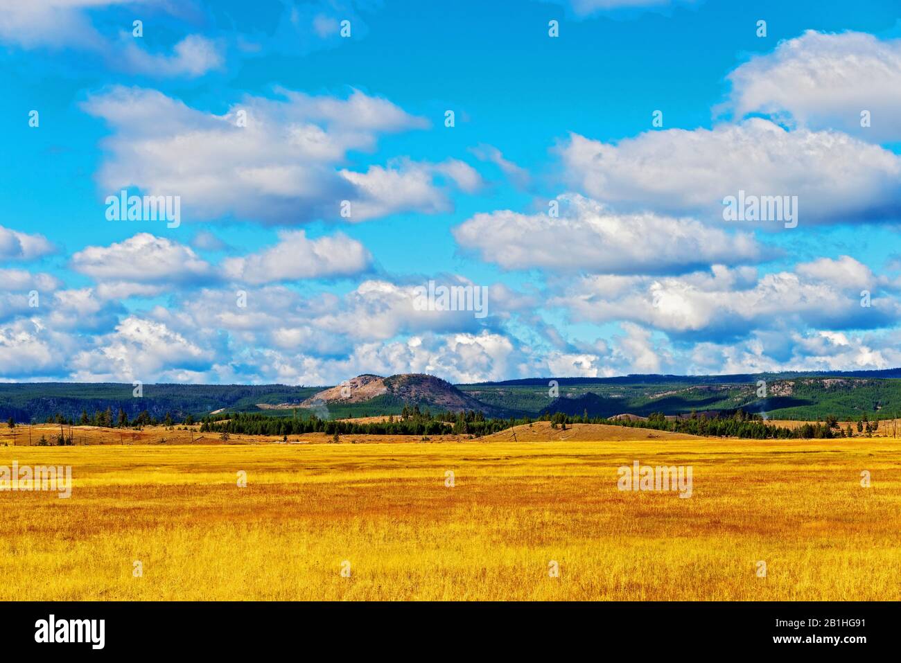 Goldene Felder von organischem Getreide wachsen un der blaue Himmel mit weißen, flauschigen Wolken und grünen Bergen darüber hinaus. Stockfoto