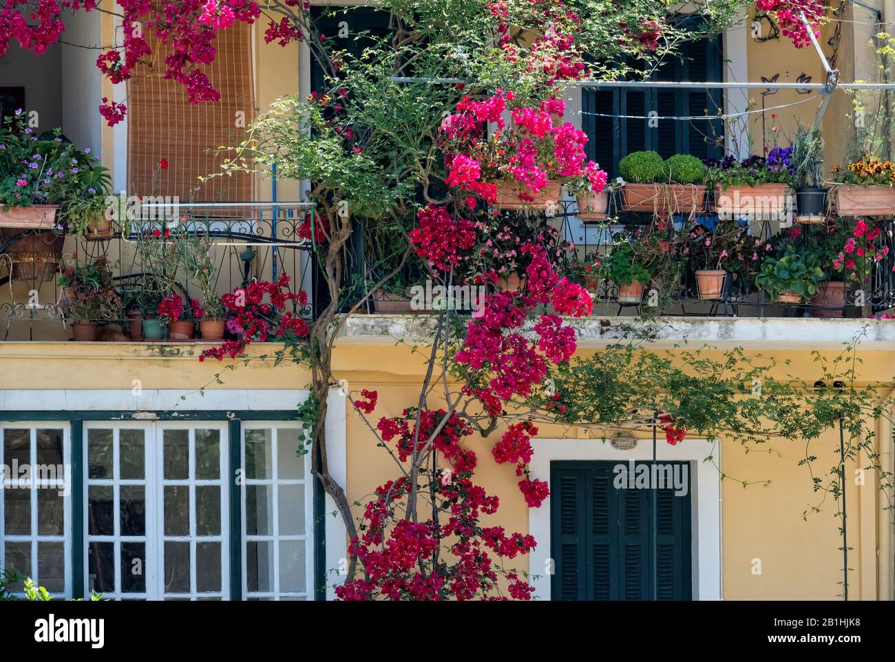 Rosa blühende Bougainvillea außerhalb eines der Gebäude Korfu Stadt, Griechenland, Gebäude, Geschichte, Straßen, Abenteuer, Ionisches Meer, Reisen Stockfoto