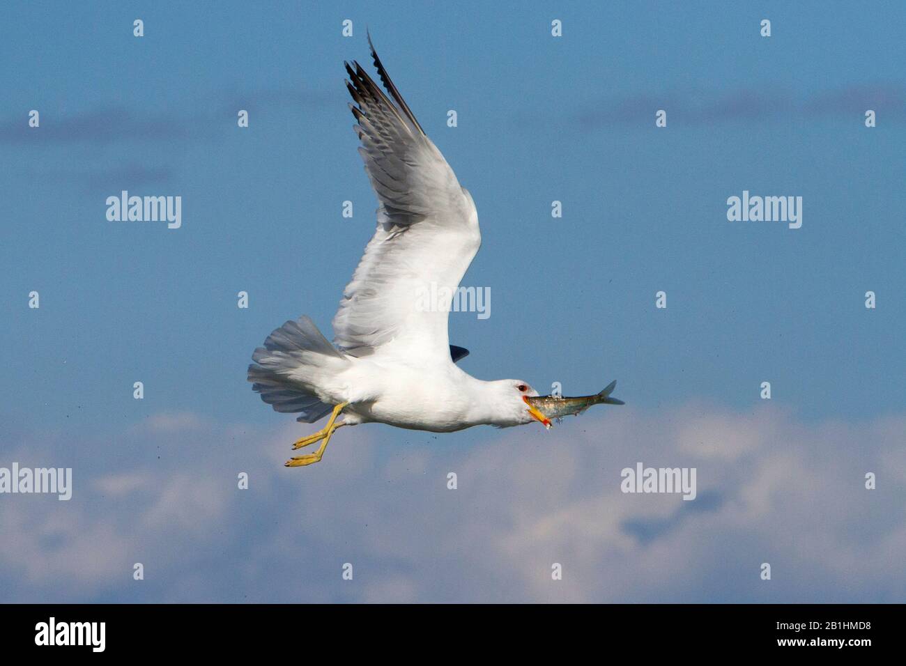 Ein kalifornischer Gull (Kalifornicus Larus) im Flug mit einem Fisch im Schnabel, entlang der Küste bei Nanaimo, BC, Kanada im April während der Heringslawnsaison Stockfoto