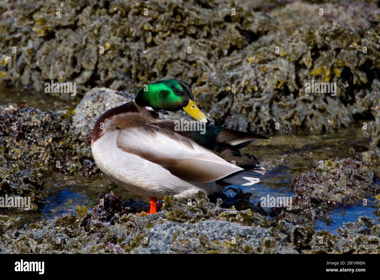 Mallard drake (Anas platyrhynchos) preening in einem felsigen Pool am Lantzville Beach, Vancouver Island BC im April Stockfoto