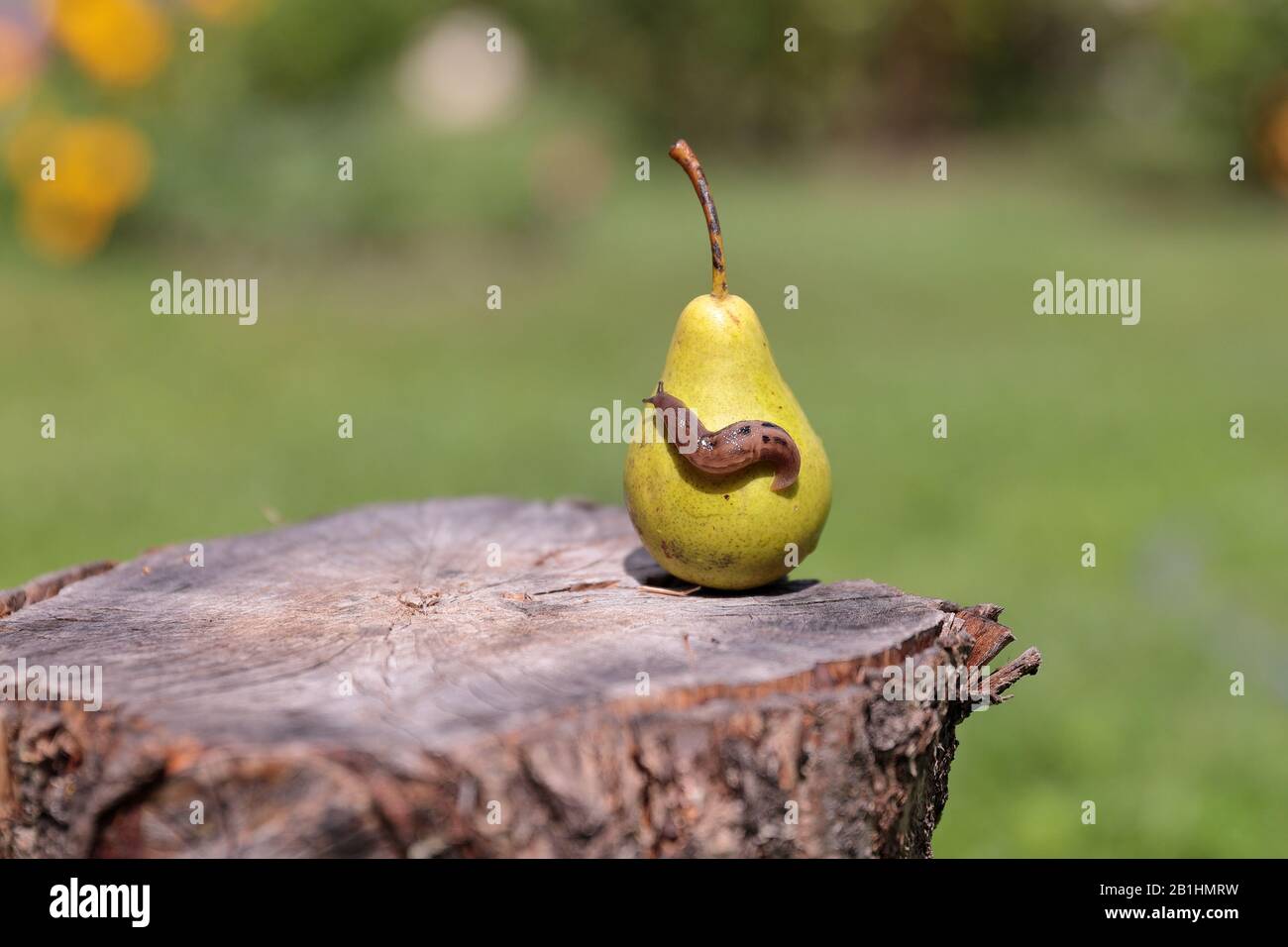 Eine Schleppe auf einer Birne, die auf einem Stampfen steht Stockfoto