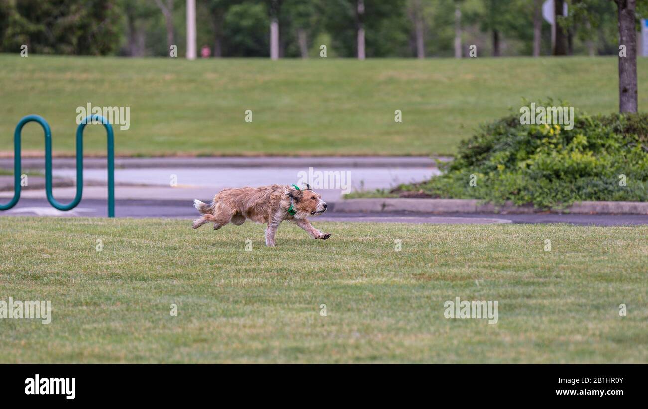 Porträt eines Hundes, der einen Ball in einem Park, Hillsboro, Oregon jagt Stockfoto
