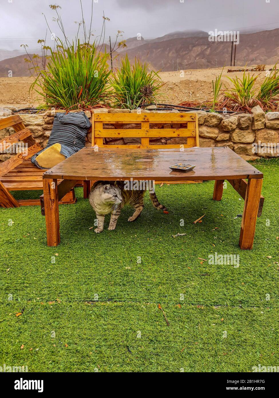 Die arme Katze versteckte sich vor starken Regenfällen unter dem Tisch, nachdem er sich nass fühlte Stockfoto
