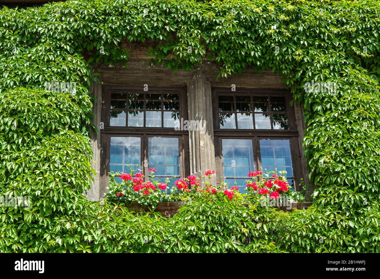 Altes Fenster umgeben von Efeupflanzen. Stockfoto