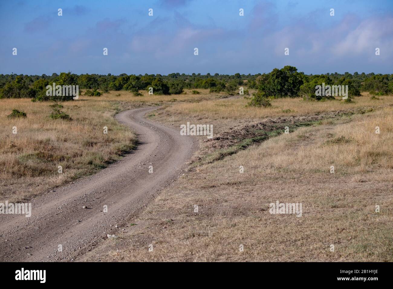 Gewundene, staubige Straße, die von Safarifahrzeugen in Masai Mara, Kenia, genutzt wird Stockfoto