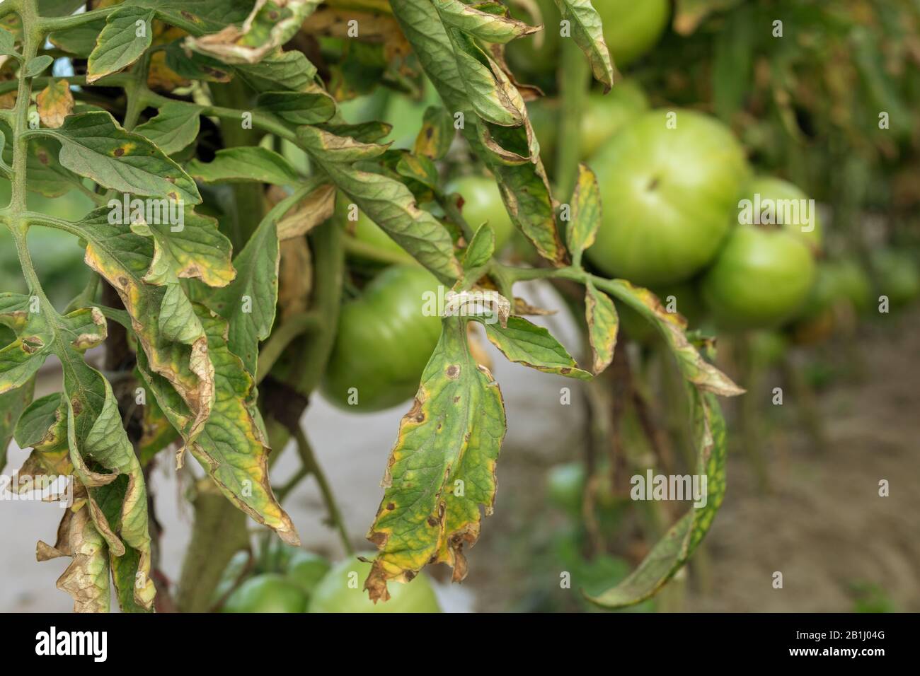 Tomatenbusch mit braunen und gelben Flecken auf Laub, Pilzproblem. Solanaceen-Krankheit. Stockfoto