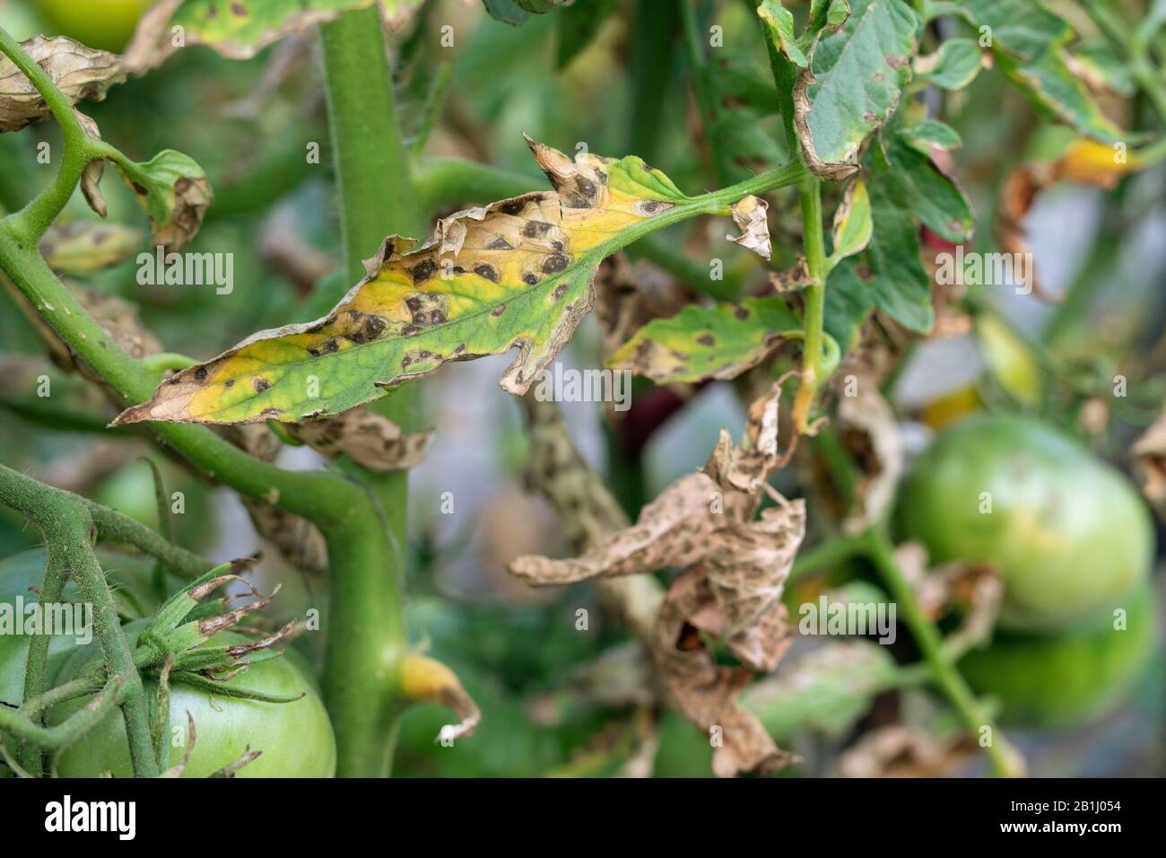 Tomatenblut auf Blattwerk. Pilzproblem Phytophthora infestans und ist Krankheit, die Spotting auf späten Tomatenblättern verursacht. Stockfoto