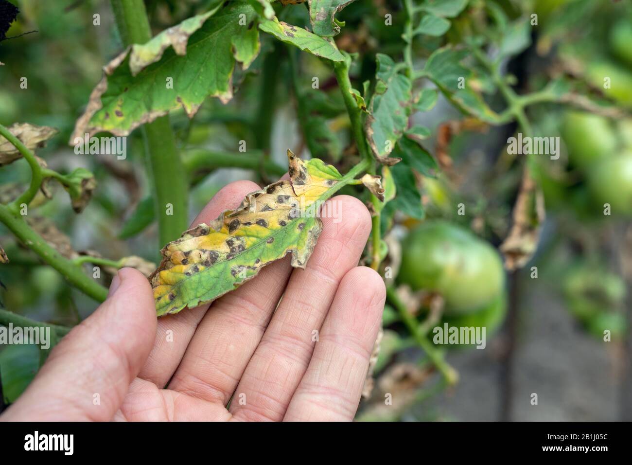 Septoria-Blattfleck auf Tomaten. Durch Krankheiten und Schädlinge von Tomatenblättern beschädigt. Stockfoto