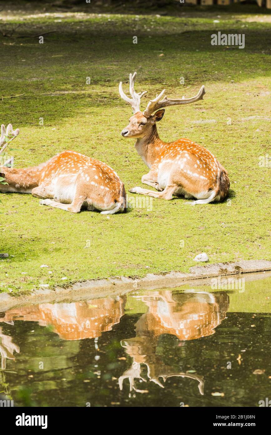 Im Sommer auf grünem Gras liegendes gesprenkeltes Hirsch Stockfoto