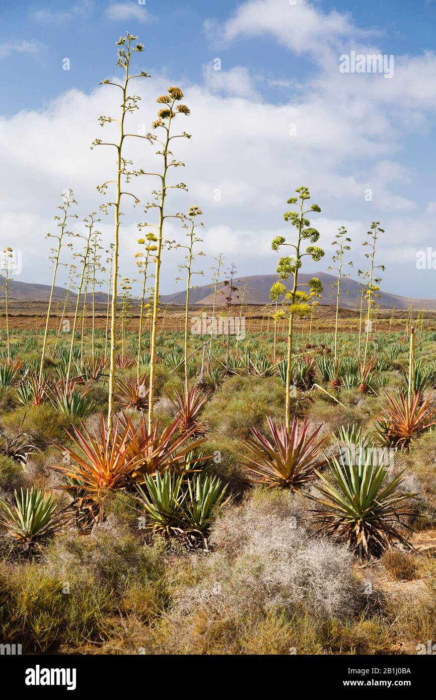Blühende Agaven oder Piteras in der Landschaft von Fuerteventura, Kanarische Inseln Stockfoto