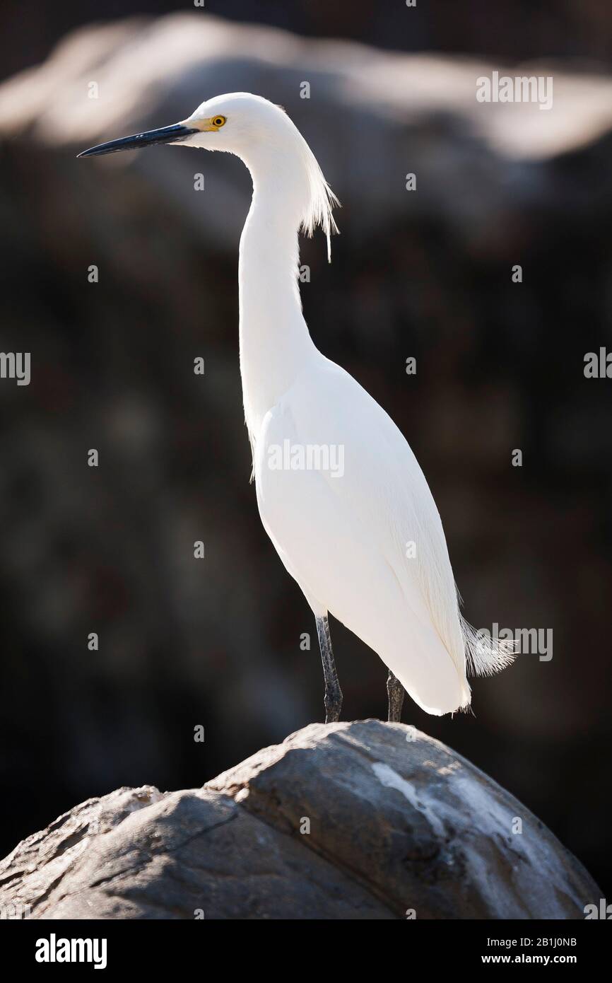 Großes weißes Egrett oder gewöhnliches Egrett, das auf einem Felsen steht Stockfoto