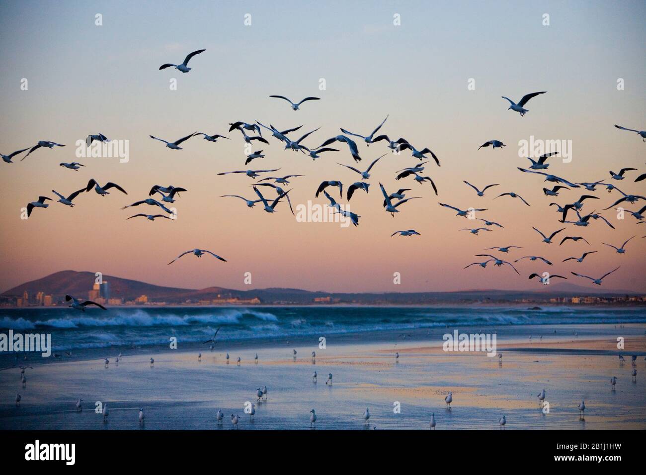 Vögel, die bei Sonnenuntergang über dem Strand fliegen, mit Kapstadt im Hintergrund Stockfoto