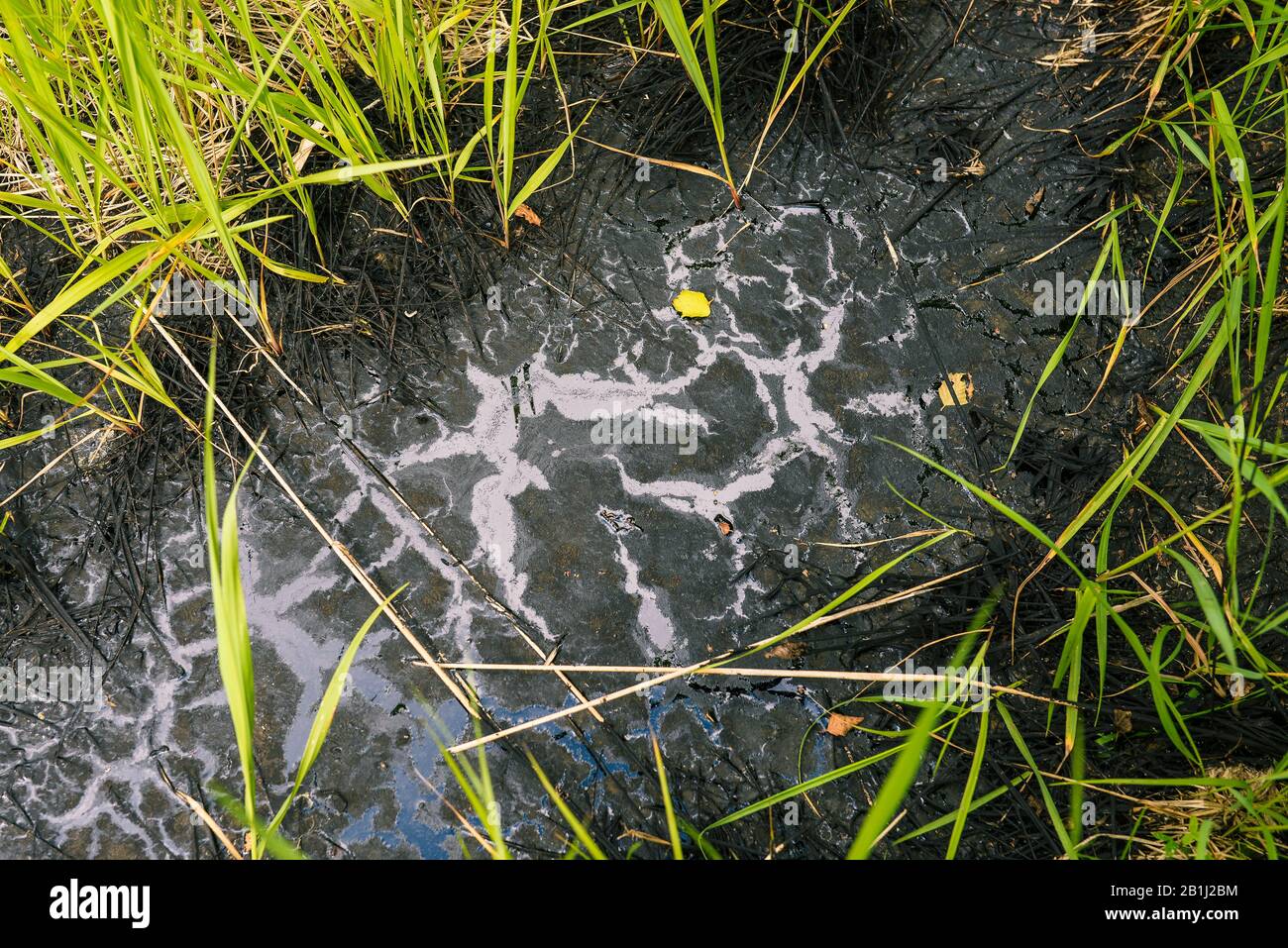 Ausgelaufenes Öl auf dem grünen Gras. Ölleck und Natur, die durch giftige Chemikalien getötet wurden. Gefährliche schwarze Flüssigkeit Stockfoto