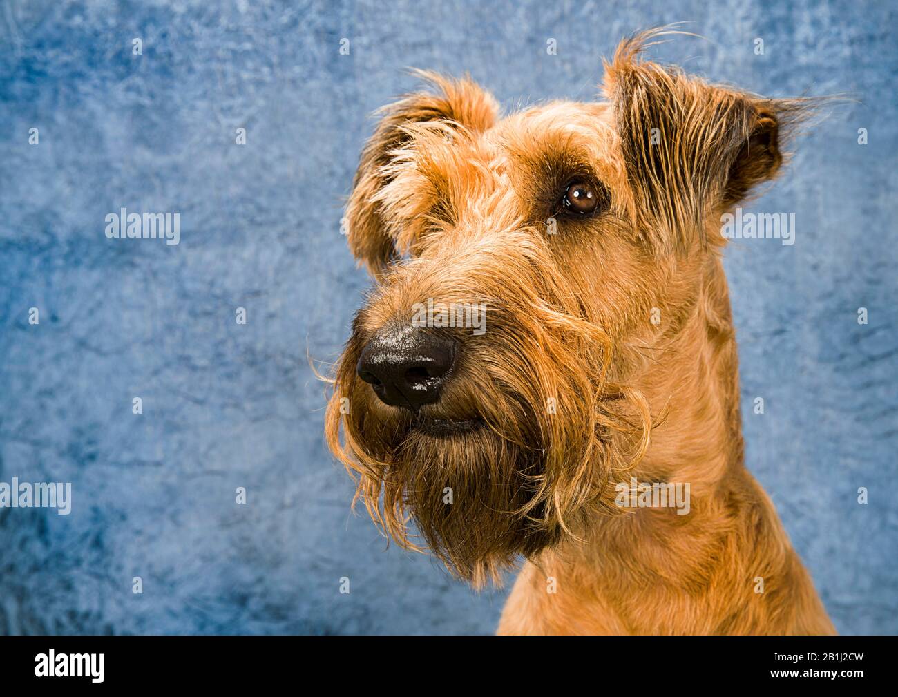 Süßes Hundeporträt Foto eines irischen Terrier Stockfoto