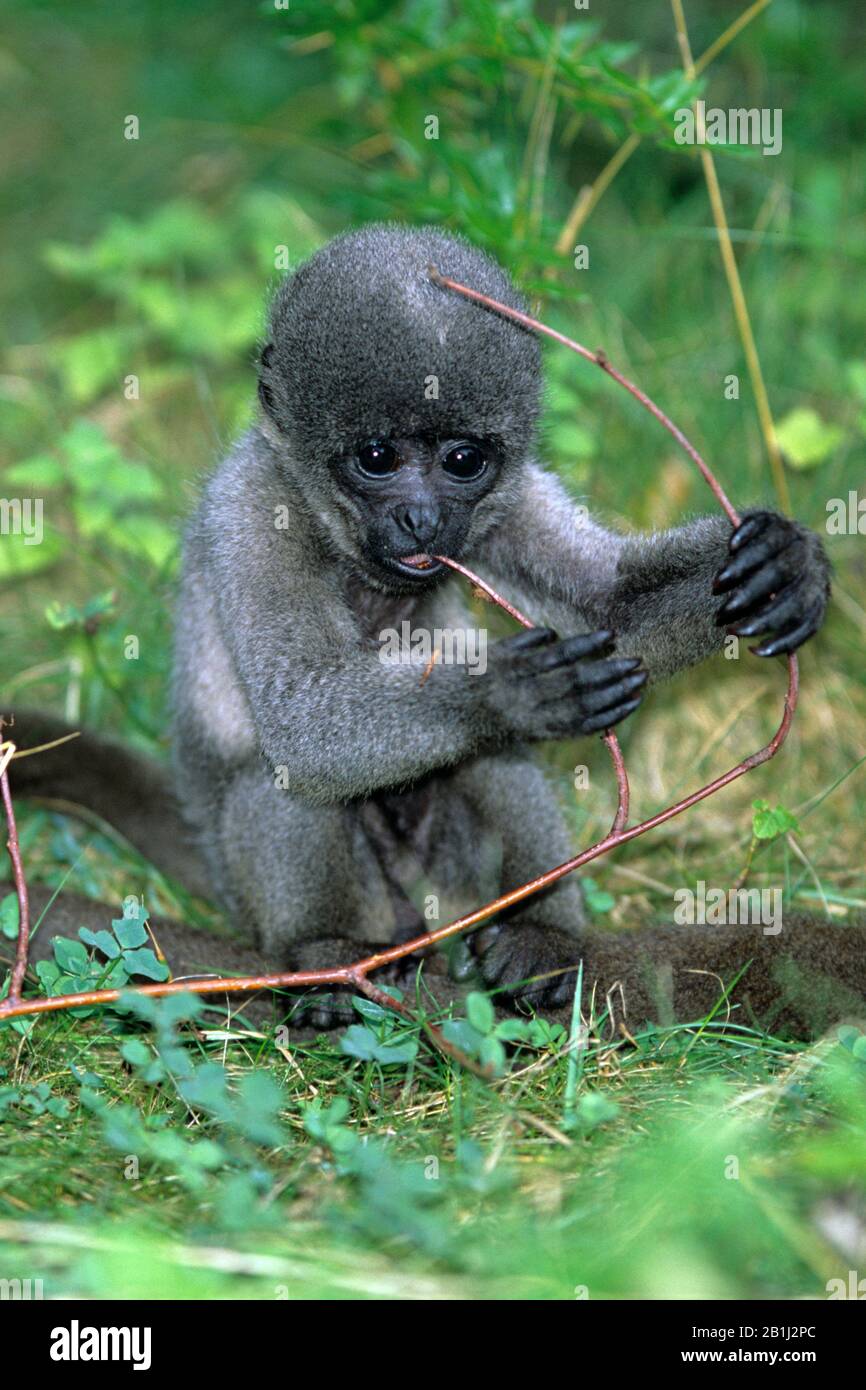 Wollaffe, Wolly Monkey, (Lagothrix lagothricha), Stockfoto