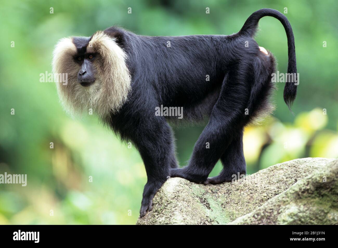 Wanderu, Bartaffe, Lion tailed Macaque (Macaca silenus) Stockfoto