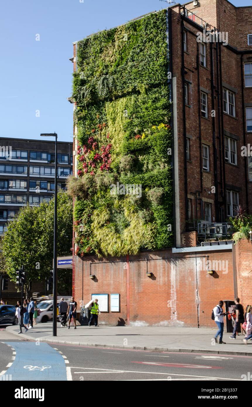 London, Großbritannien - 21. September 2019: Umweltverschmutzung verhindert das Anwachsen von Pflanzen an einer lebenden Wand an der belebten Verkehrsknotenpunkt in Elephant and Castle in Southwark Stockfoto