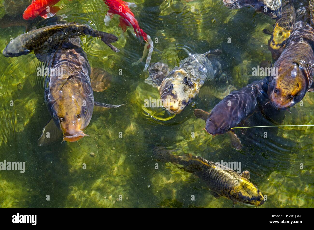 Blick über den Koi-Karpfen in einem Teich, in dem man hofft, gefüttert zu werden. Stockfoto