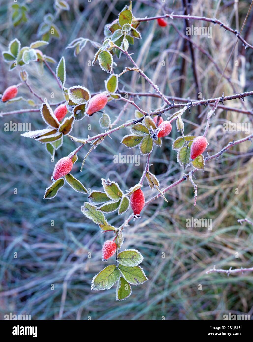 Hagebutten im Winter, Frost, Eis, Stockfoto