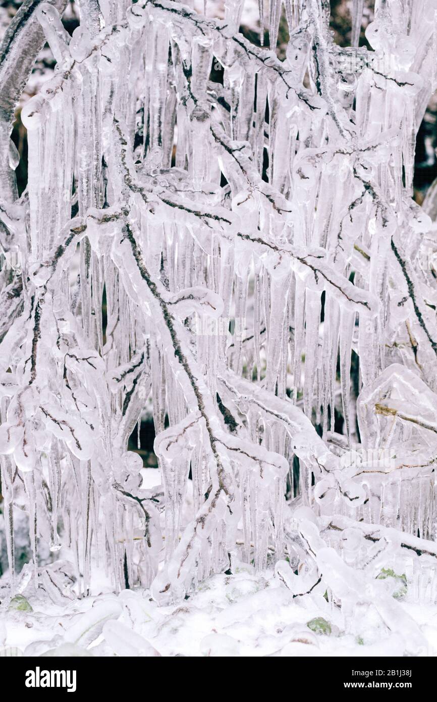Vereister Baum im Winter, Detail, Aeste Stockfoto