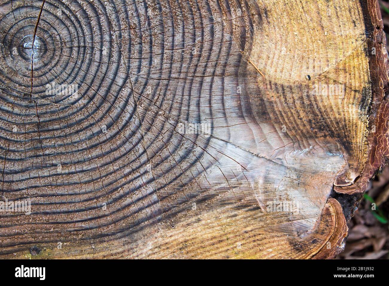 Baumstammquerschnitt mit Jahresaltersringen Stockfoto