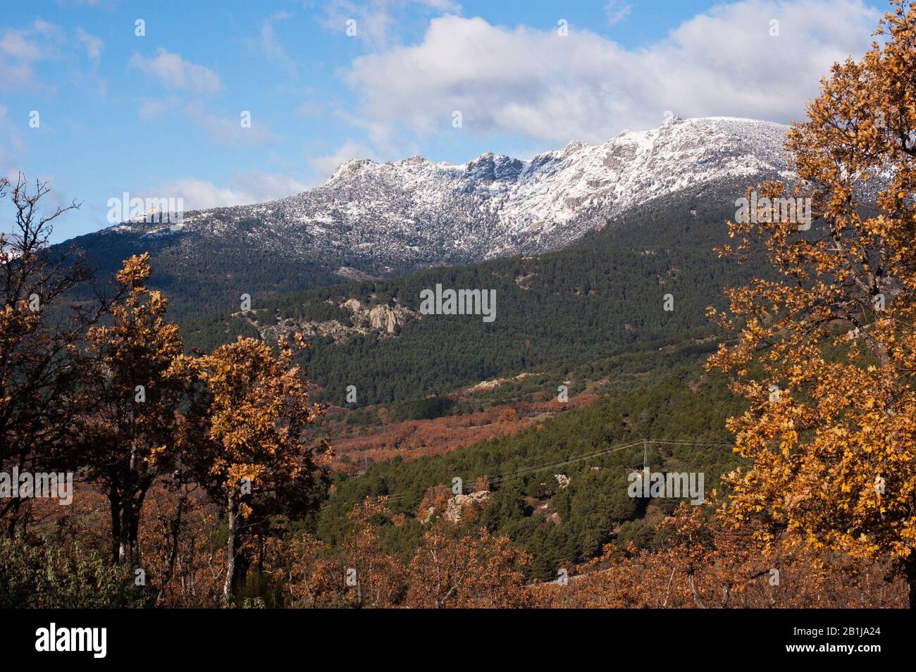 Schneebesetzter Berg Siete Picos im Nationalpark Guadarrama mit goldenen Farben einer Eiche im Vordergrund Stockfoto