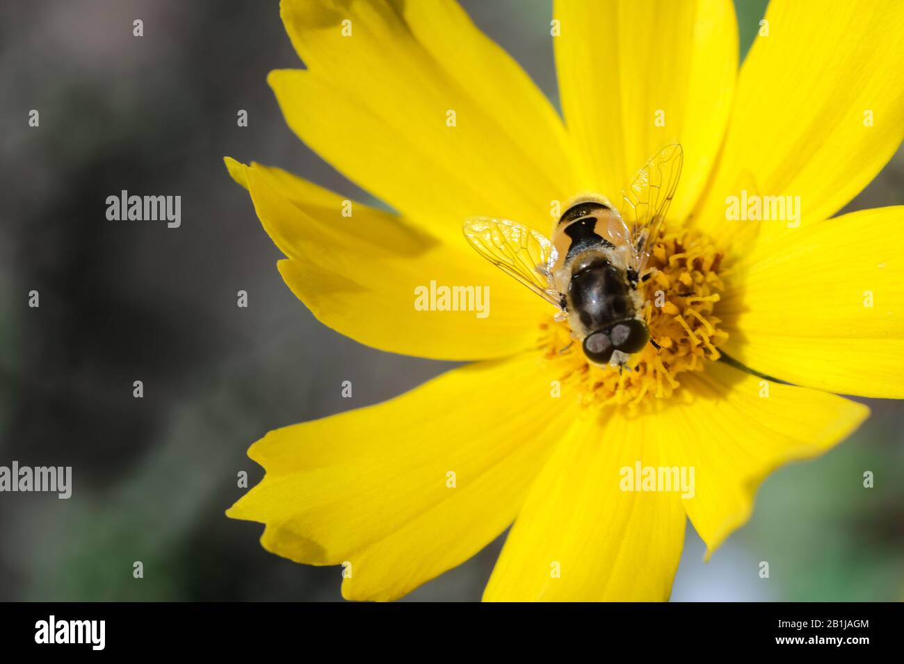 Die Drohne sitzt auf einer gelben Daisy Stockfoto