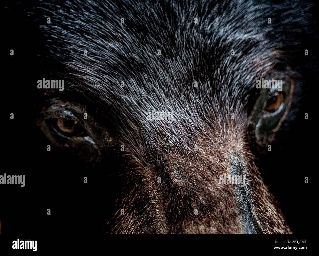 Die unstringenden starrenden Augen eines schwarzen Bären. Stockfoto