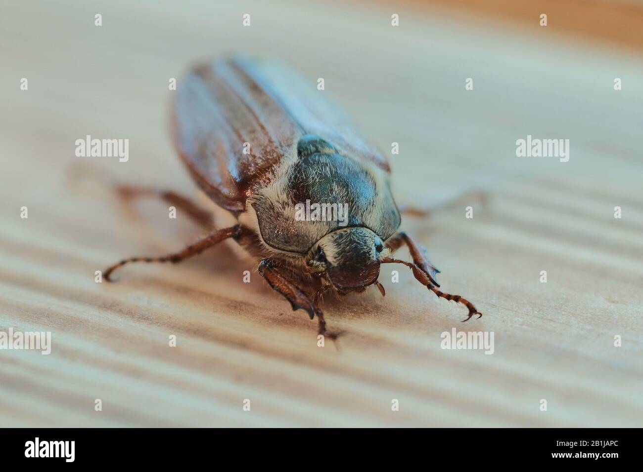 Cockchafer auf einer Holzoberfläche Stockfoto