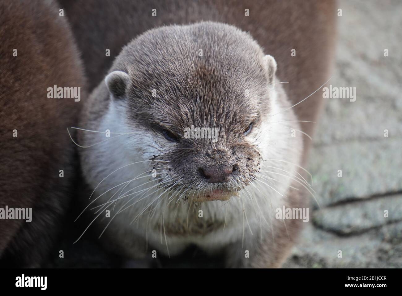 Asiatische Small - kratzte Otter Stockfoto