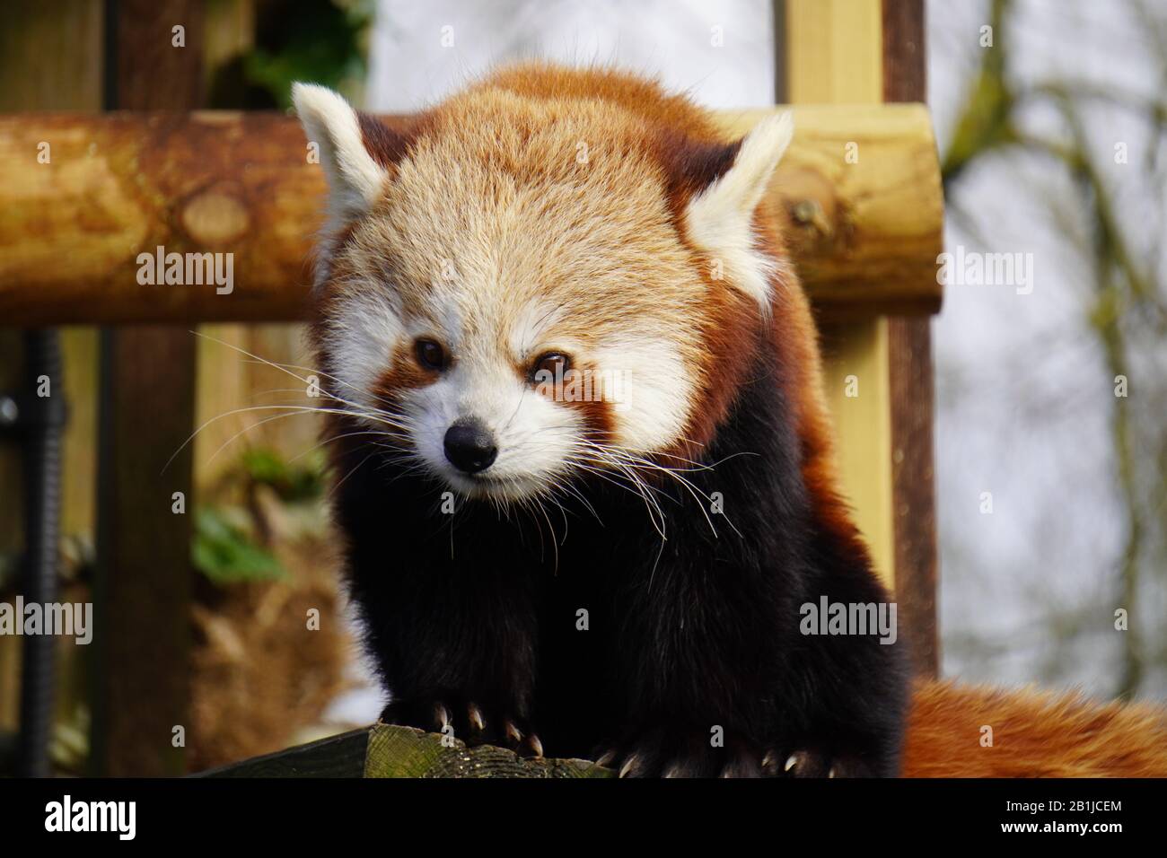 Roter panda Stockfoto