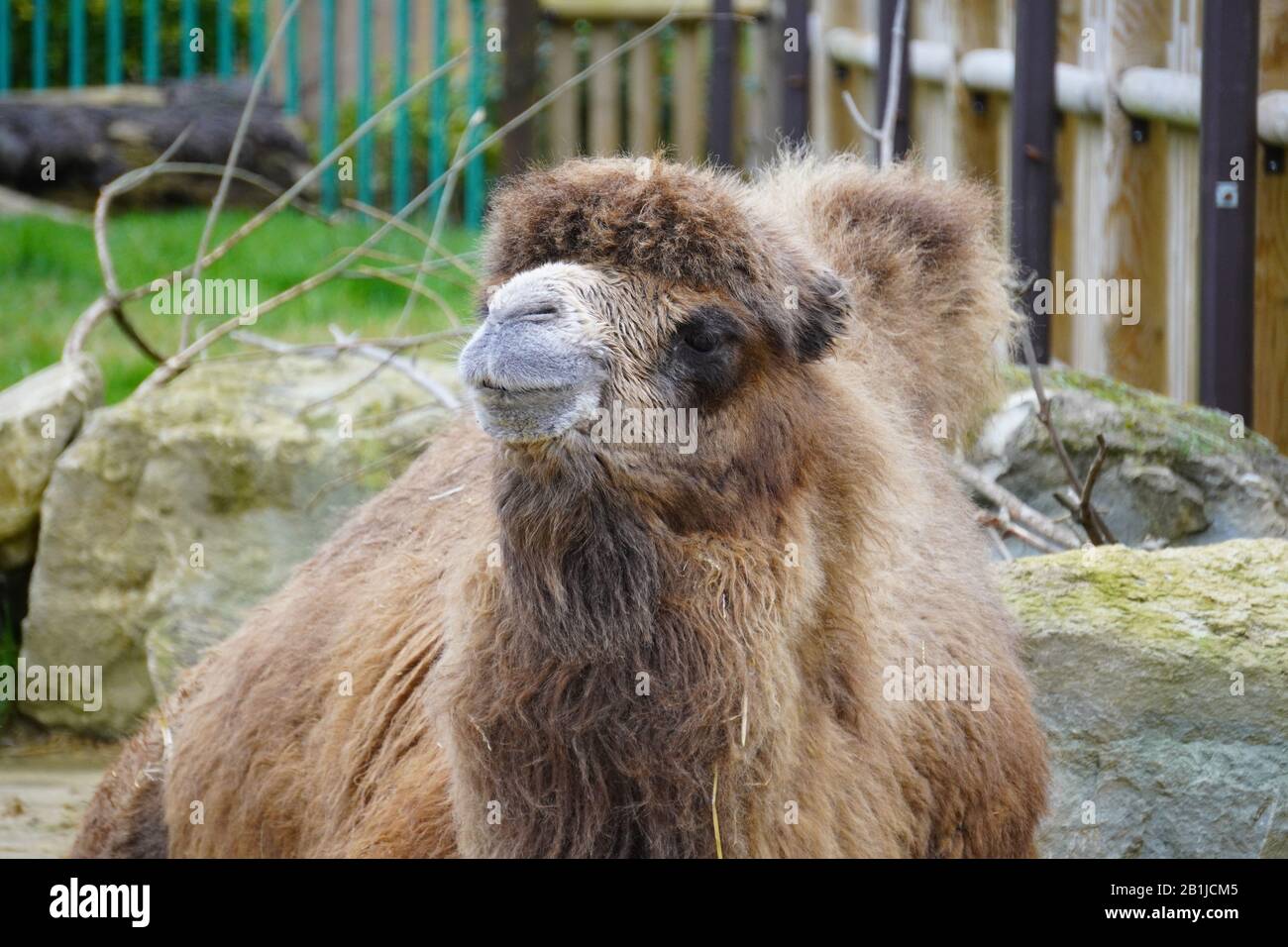 Baktrischen Kamel Stockfoto