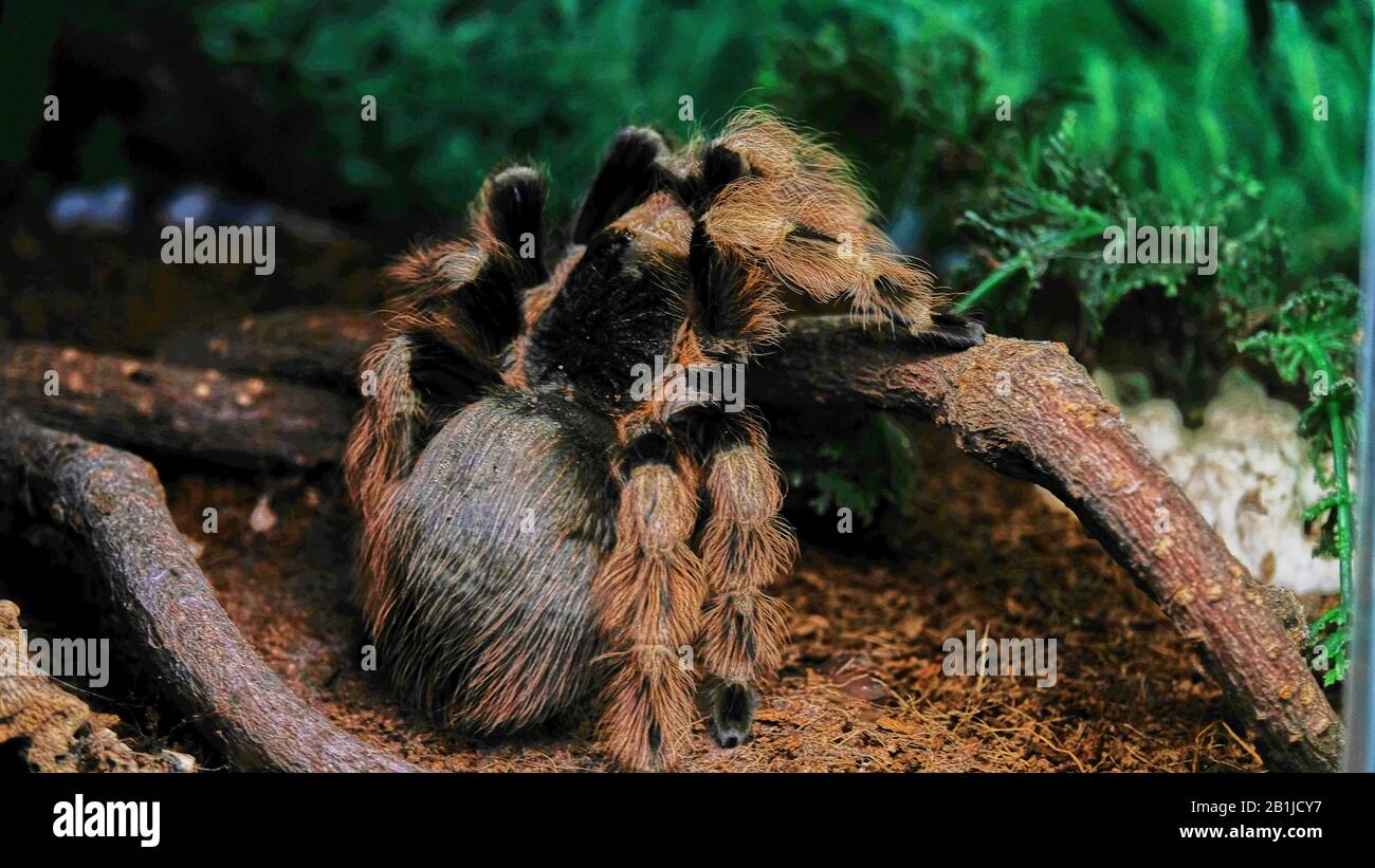 tarantula-spinne im Terrarium Stockfotografie - Alamy