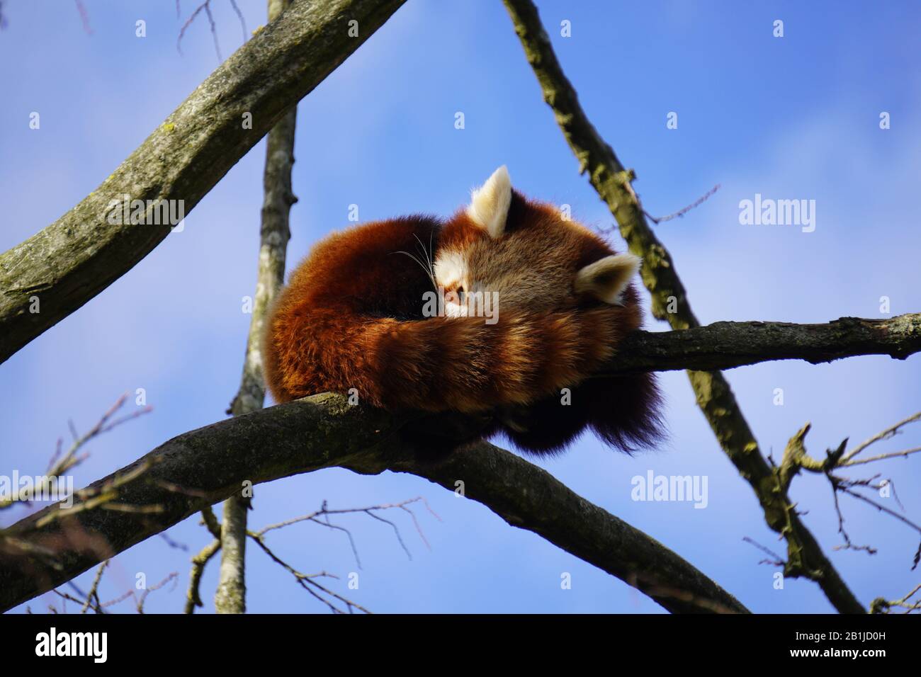 Roter panda Stockfoto